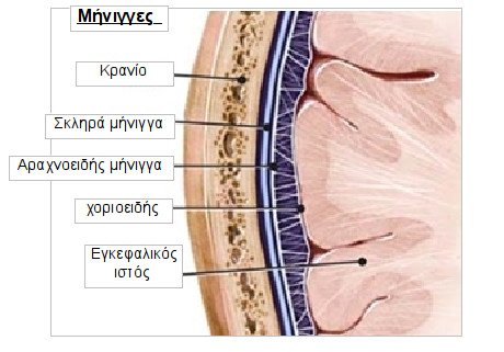 vlaves-aggeion-egkefalou-02