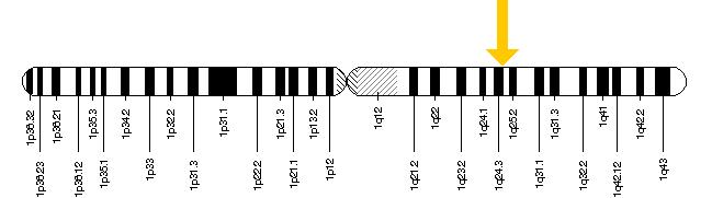 antithromvini