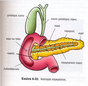 Καρκίνος στο πάγκρεας (Κ.Π.) 