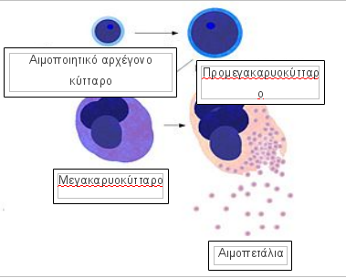 aimopetalia_001