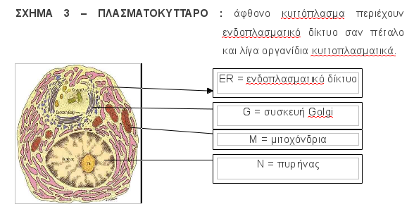 anosia_003