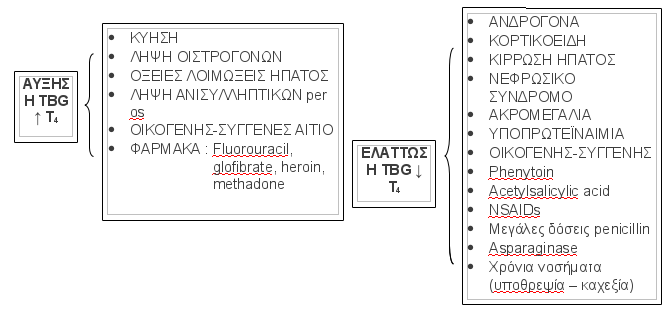 erminia_001