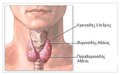 THUROEIDIS-04