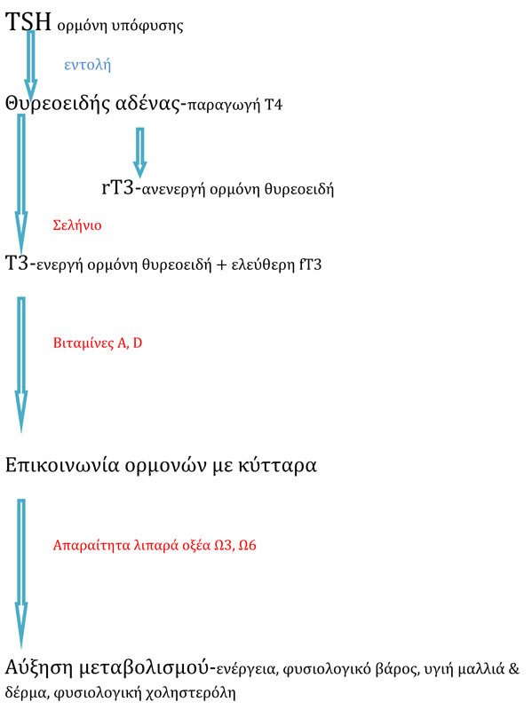 THUROEIDIS-05