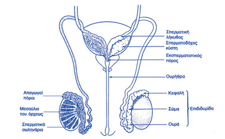 epididimitida