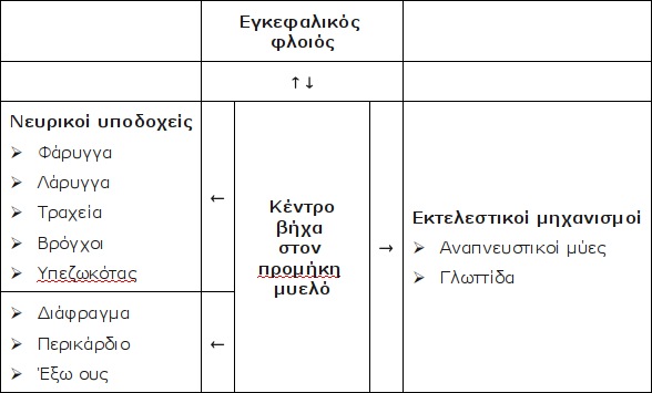 Λειτουργικά στοιχεία του αντανακλαστικού του βήχα